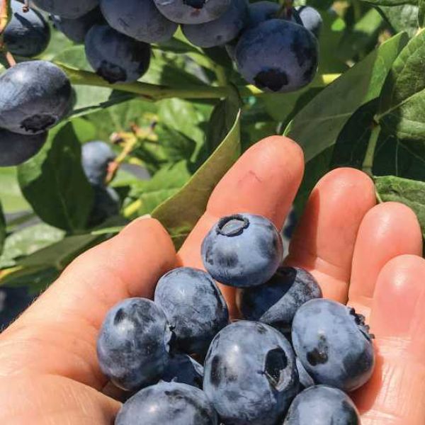 Organic blueberries