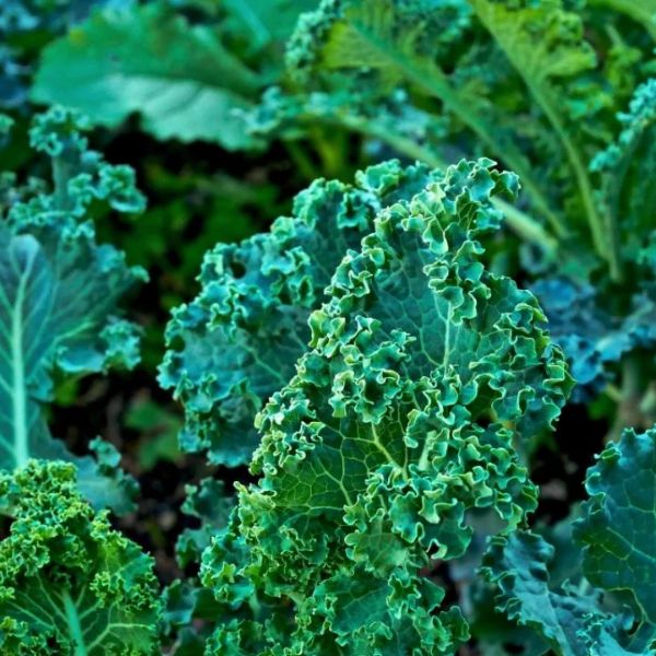 Organic Kale